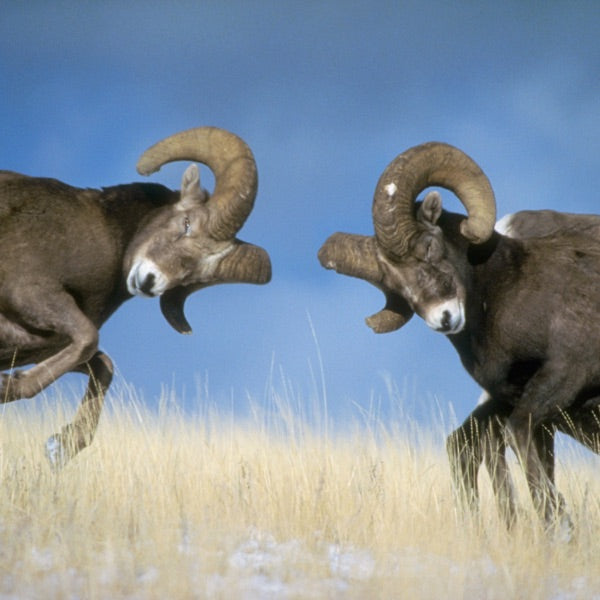 ZEUS! &quot;Motomonotono&quot;