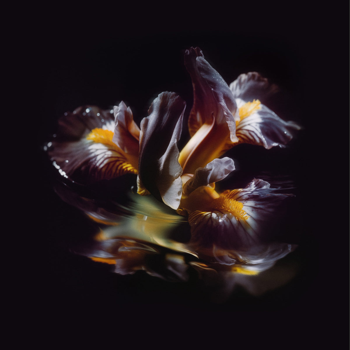 Raein &quot;Forme Sommerse&quot;