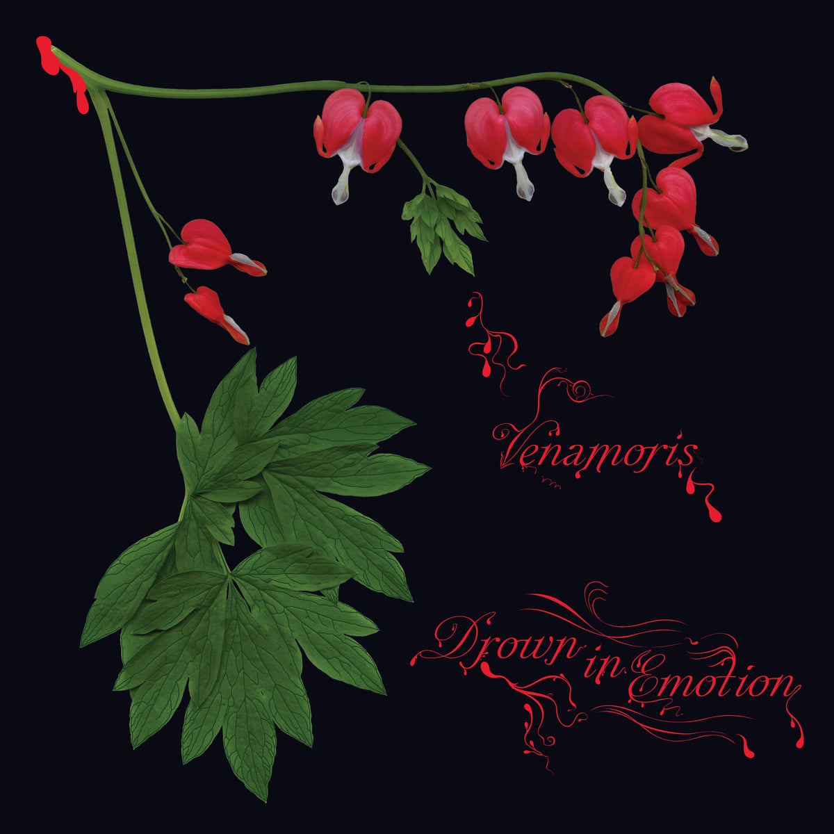 VENAMORIS &quot;Venamoris&quot;