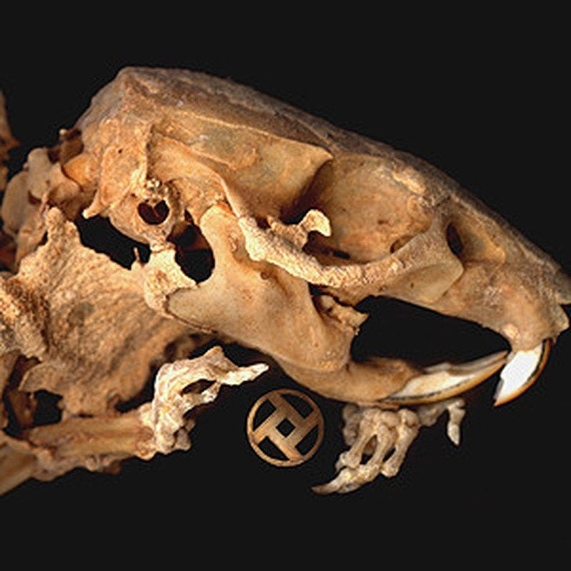 ROT IN HELL &quot;As Pearls Before Swine&quot;-Deathwish Inc-Deathwish Inc Europe